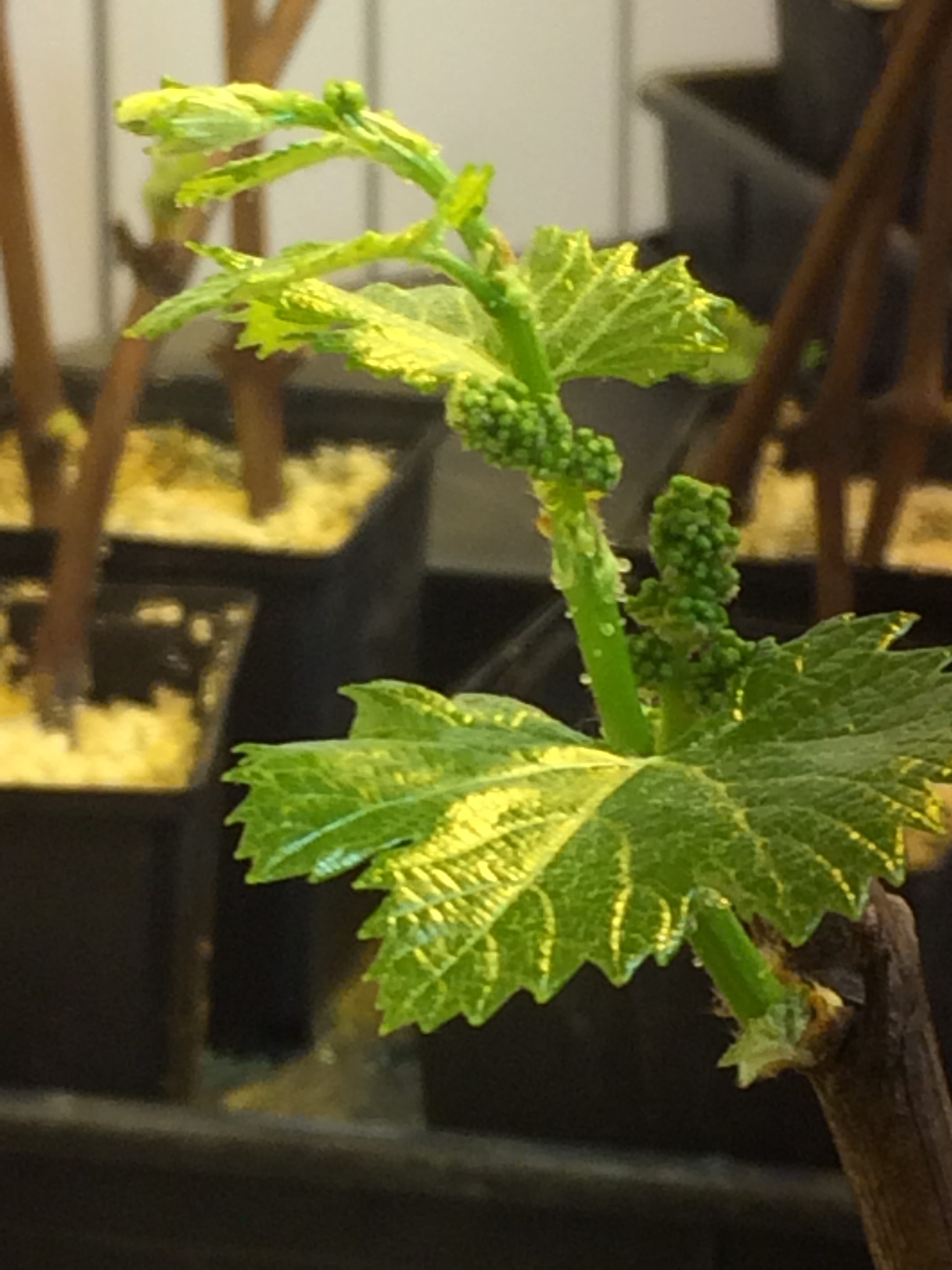 Inflorescence de Vitis vinifiera