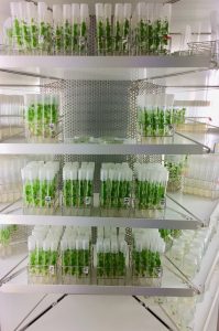 Les vitro-plants du LVBE