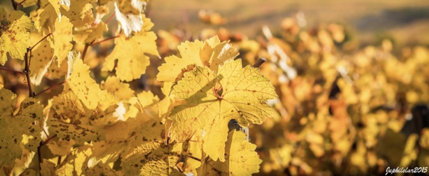 grapevines in autumn, J. F. Philipp