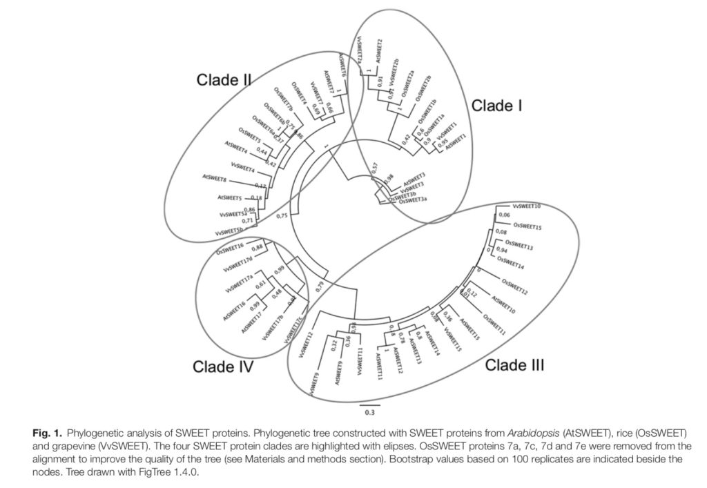 Analyse phylogénétique des protéines Sweet