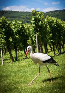 Stork in the vineyard