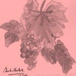 Pink Drawing of grapevine leaf