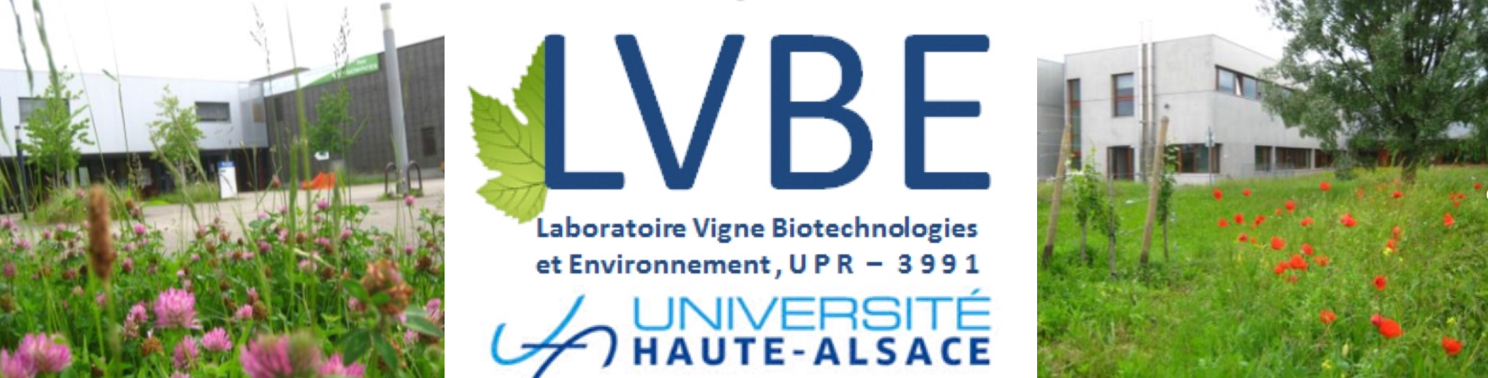 LVBE east-west views