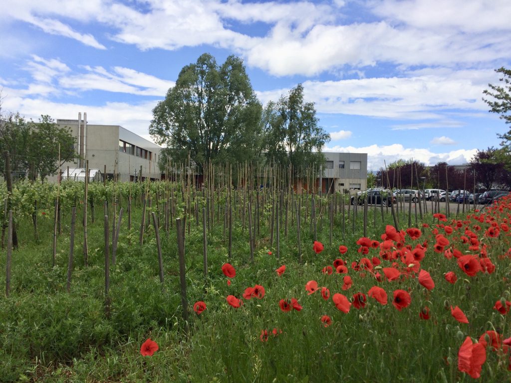 LVBE east face test vineyard