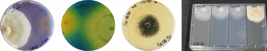 PIV Champignons LVBE