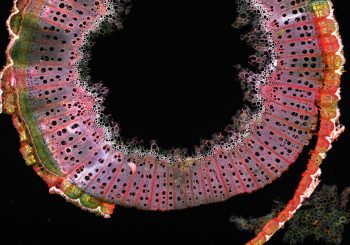 Celia Perrin, winner of the Optica Photo contest, week of February 20, 2026.