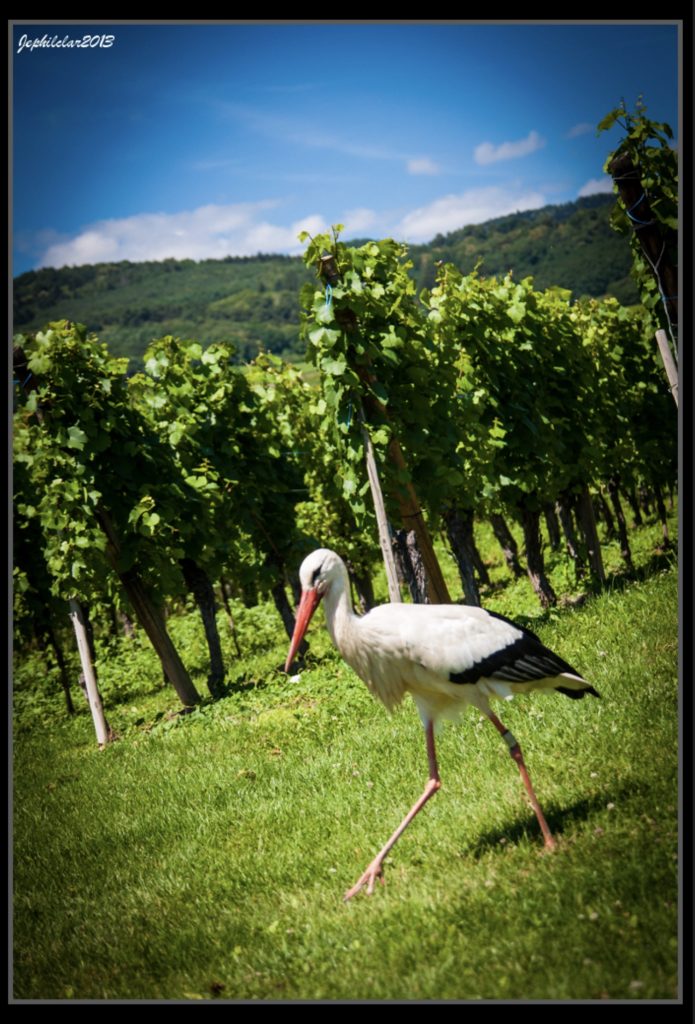 Cigogne dans les vignes